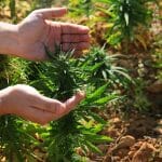 The 2019 Ultimate Guide to Obtaining a Micro-Cultivation License